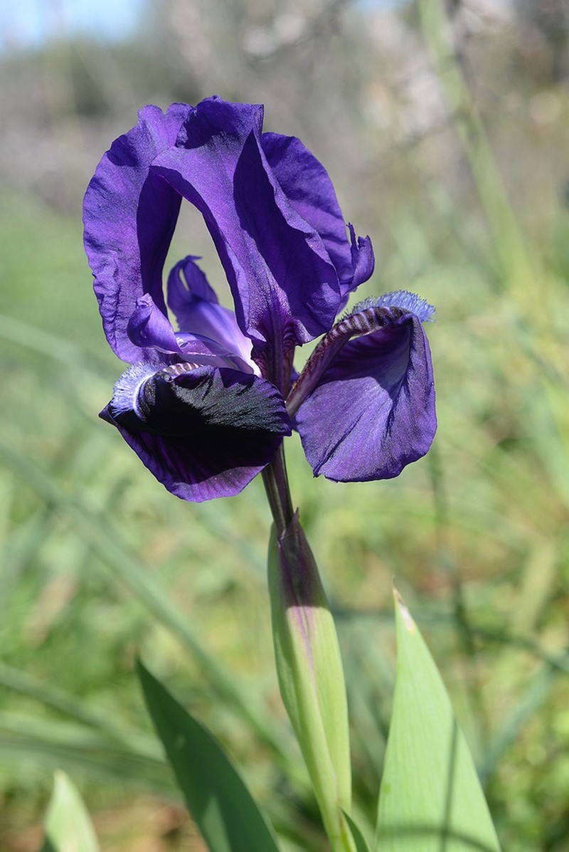 Iris bicapitata photo 7