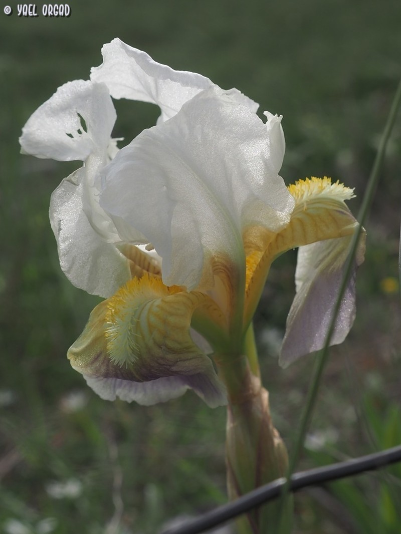 Iris bicapitata photo 8