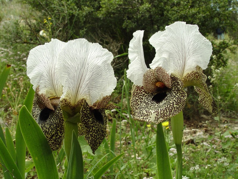 Iris bismarckiana photo 3
