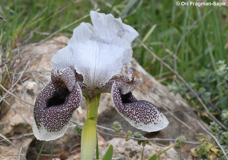 Iris bismarckiana photo 4