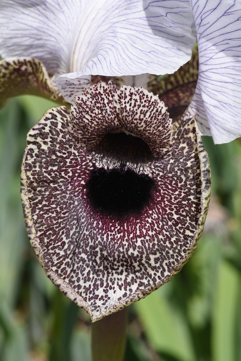 Iris bismarckiana photo 5