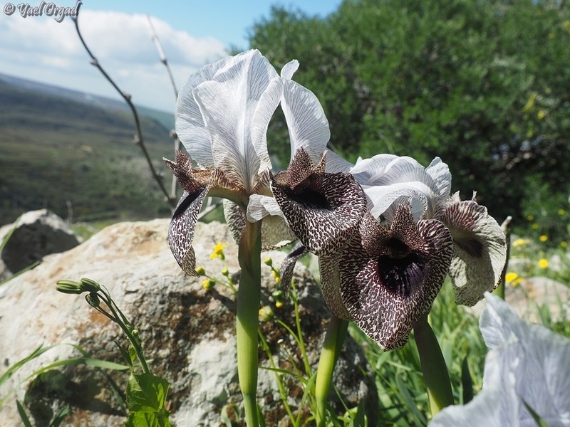 Iris bismarckiana photo 6