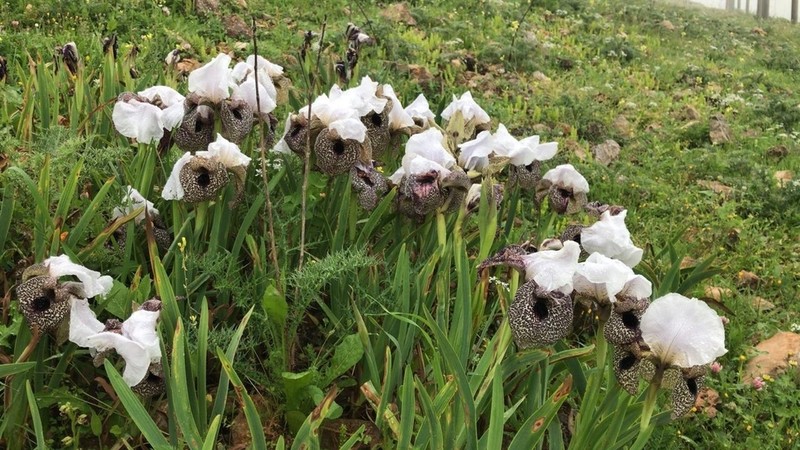 Iris bismarckiana photo 7