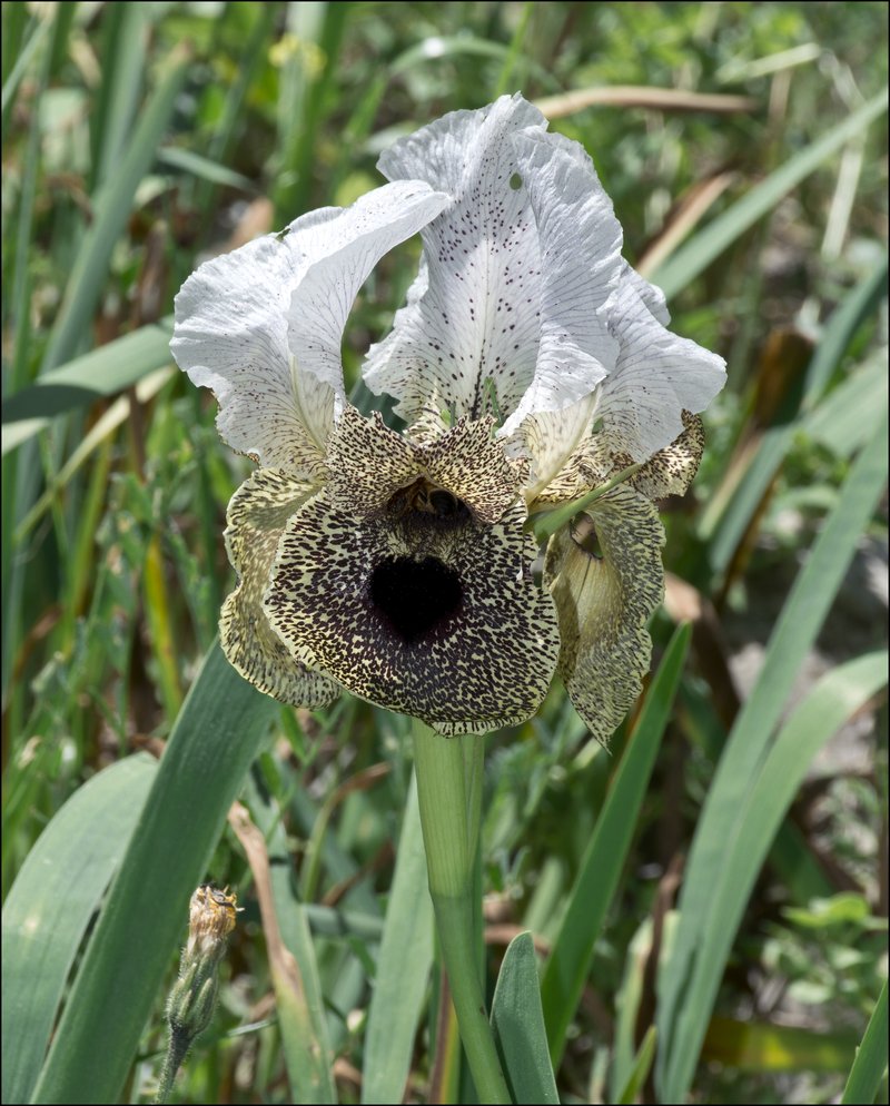 Iris bismarckiana