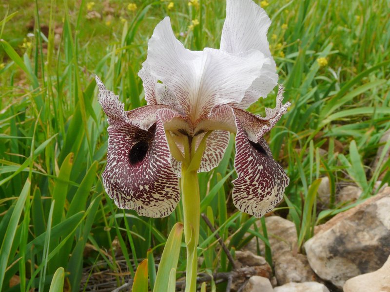 Iris bismarckiana photo 2