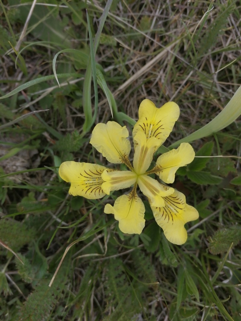 Iris bloudowii