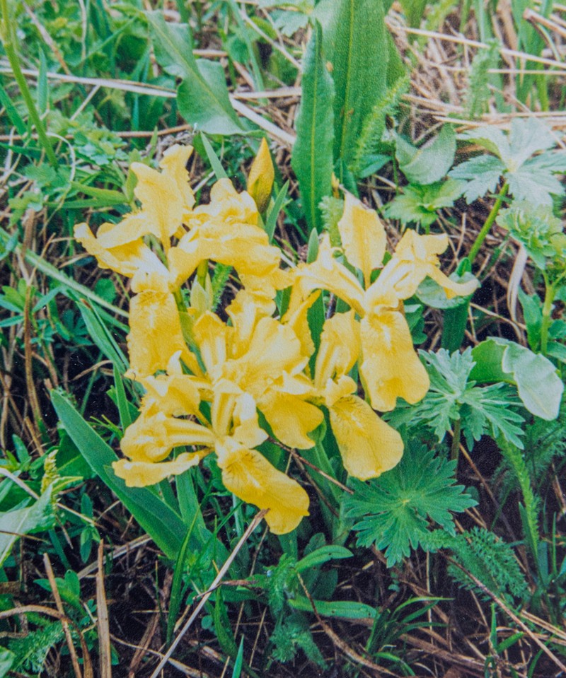 Iris bloudowii photo 2