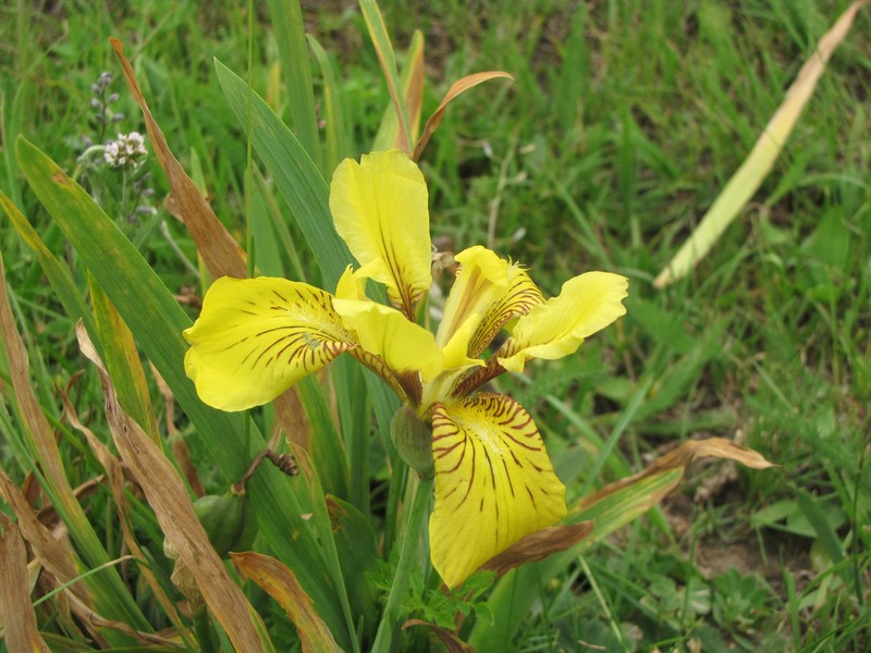 Iris bloudowii photo 3