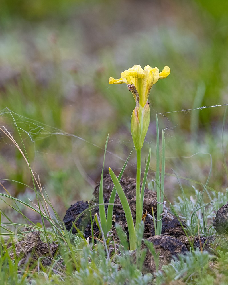 Iris bloudowii photo 5