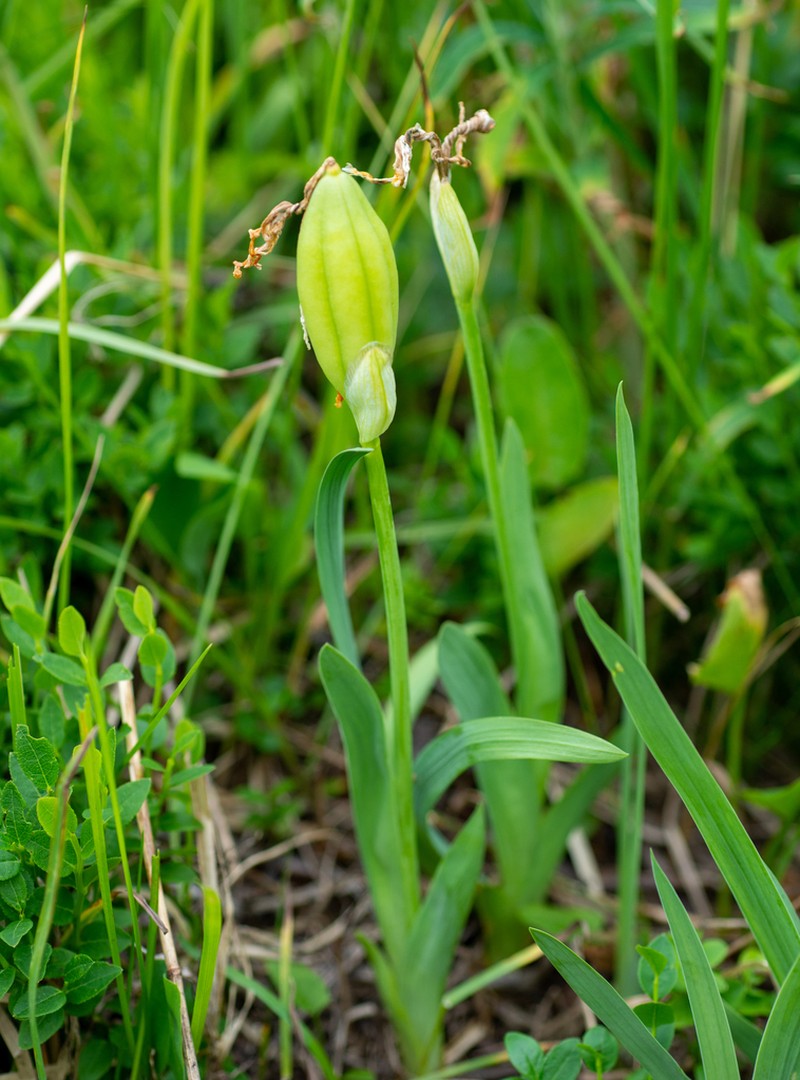 Iris bloudowii photo 6