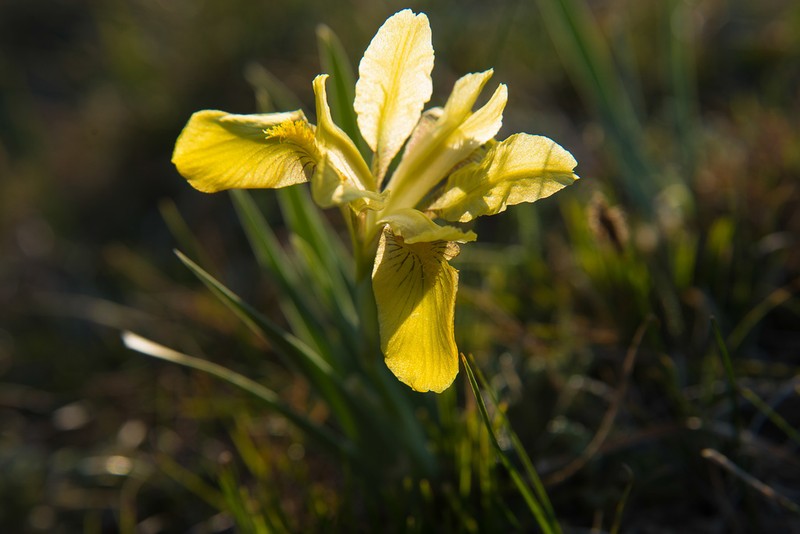 Iris bloudowii photo 7