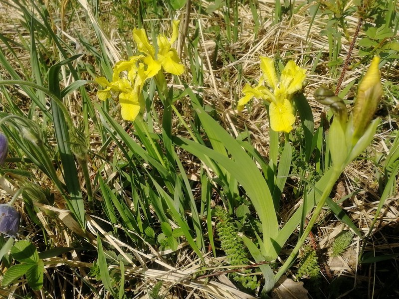 Iris bloudowii photo 8