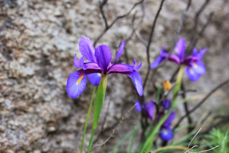 Iris boissieri