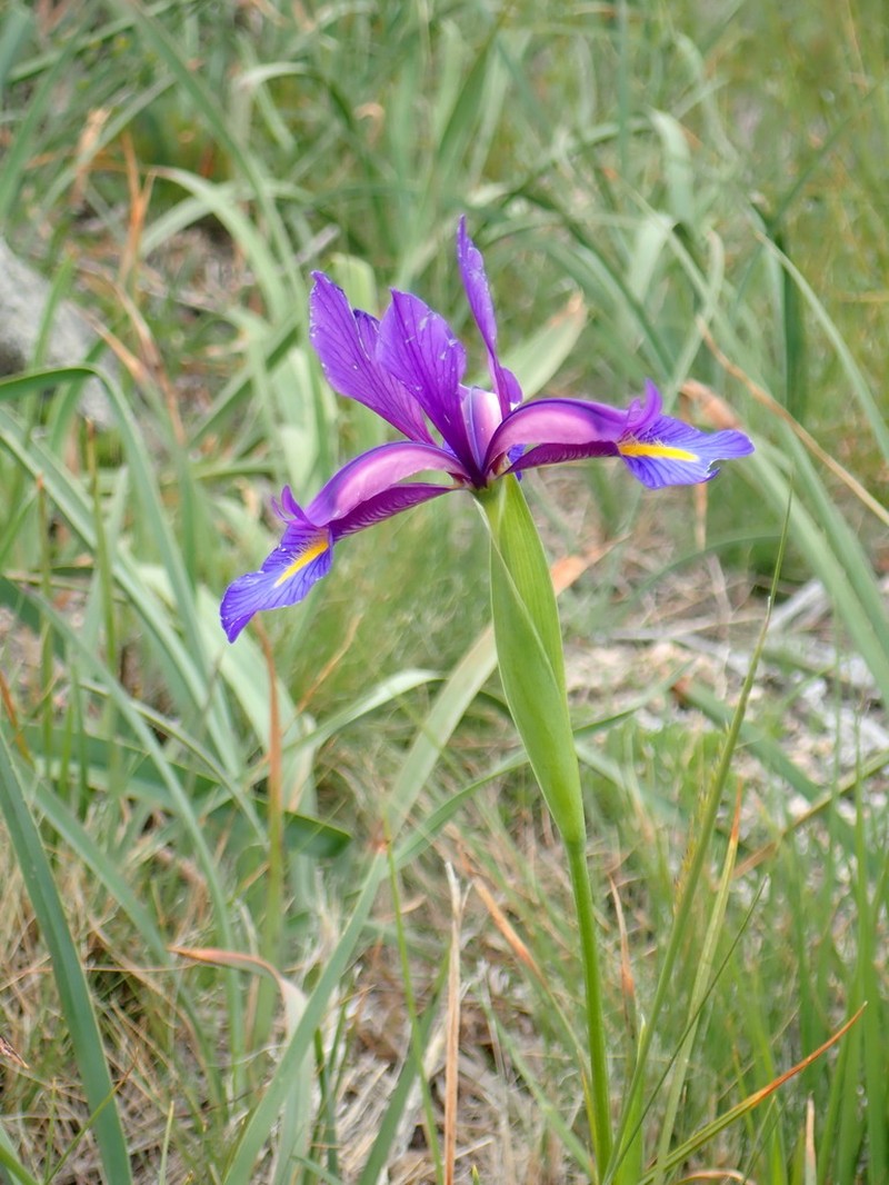 Iris boissieri photo 2