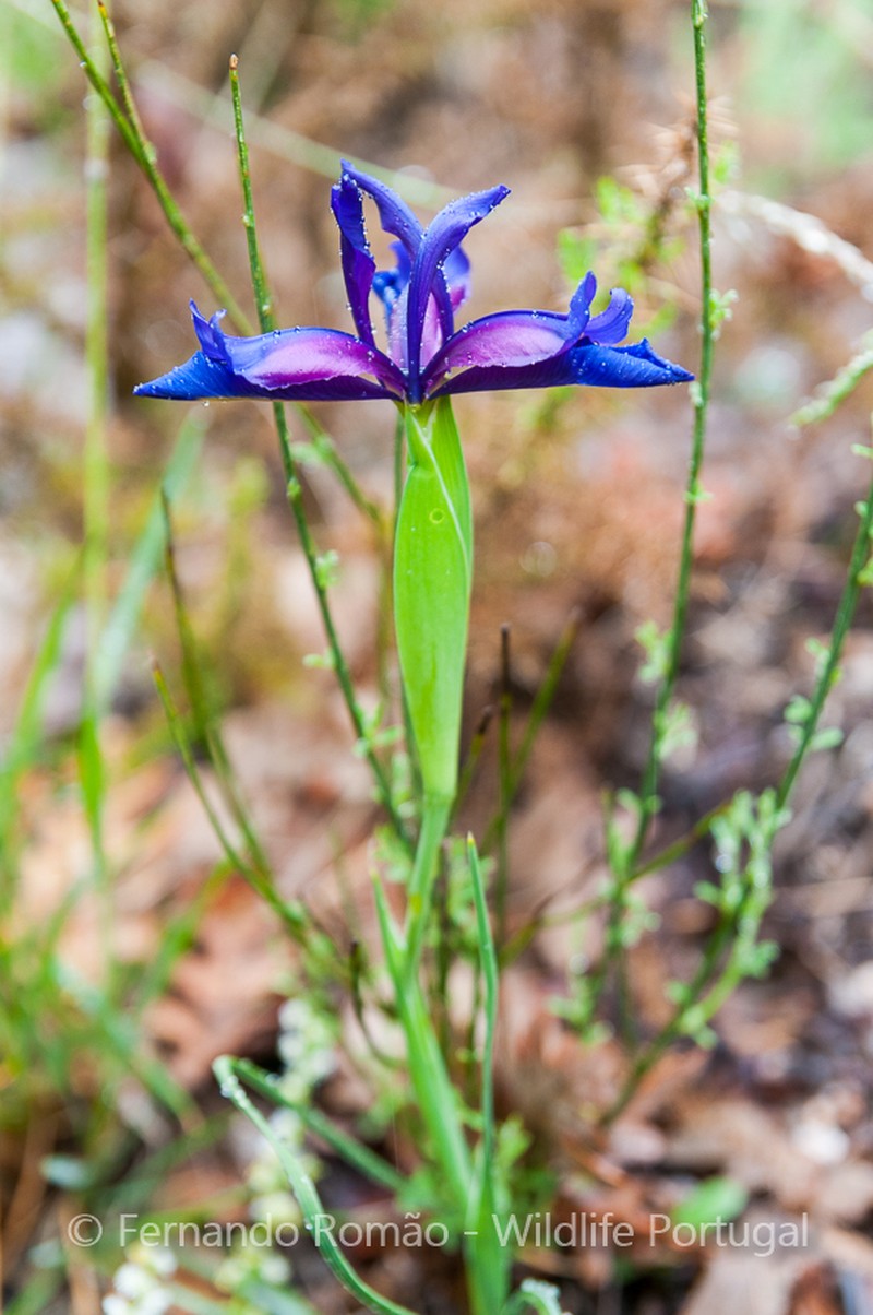 Iris boissieri photo 3