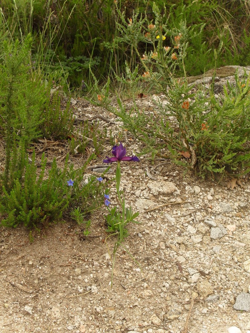 Iris boissieri photo 4