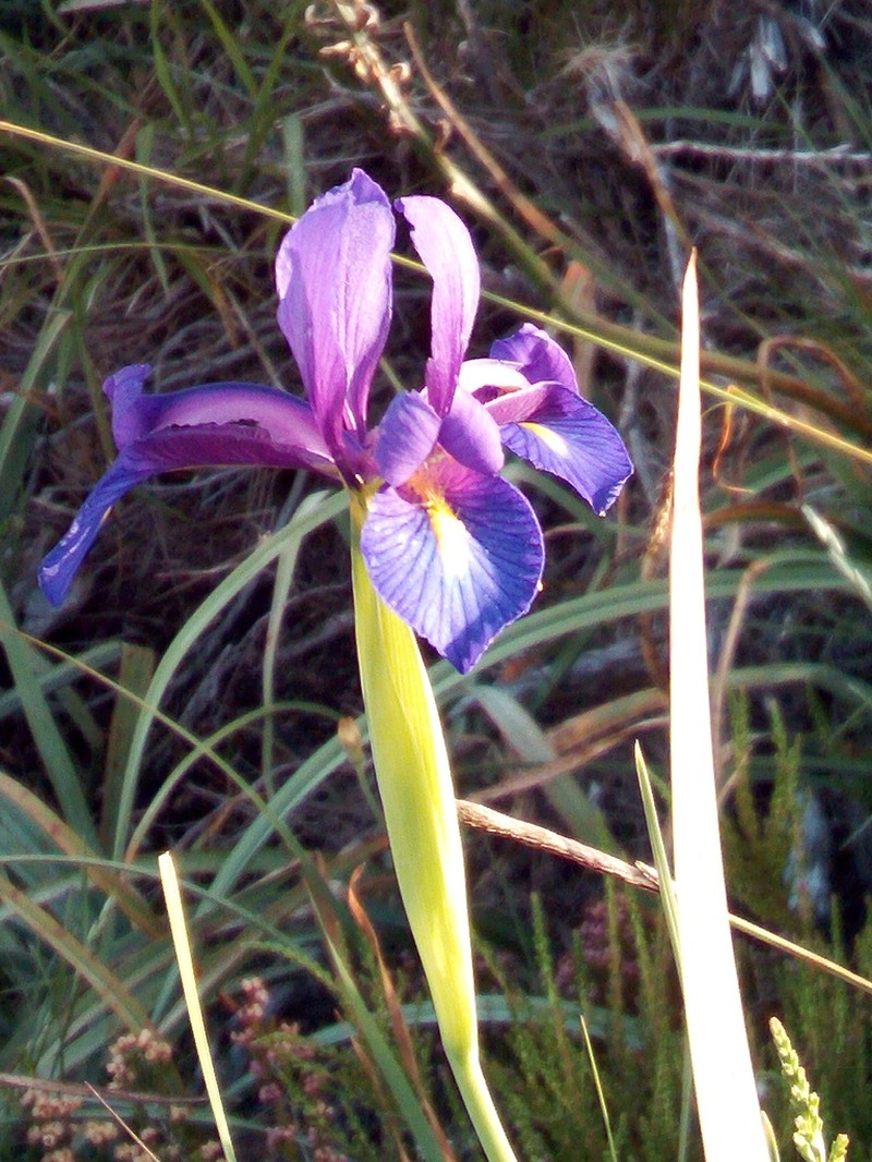 Iris boissieri photo 5