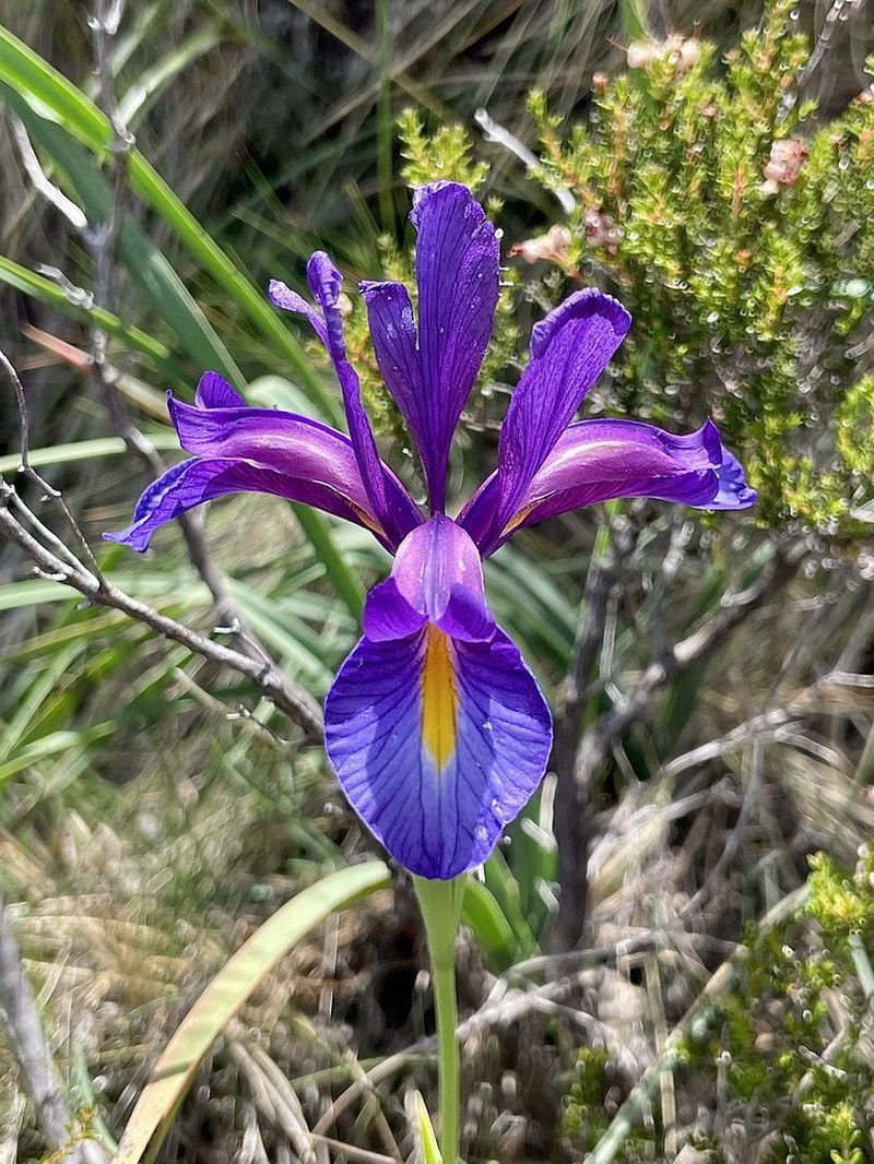 Iris boissieri photo 6