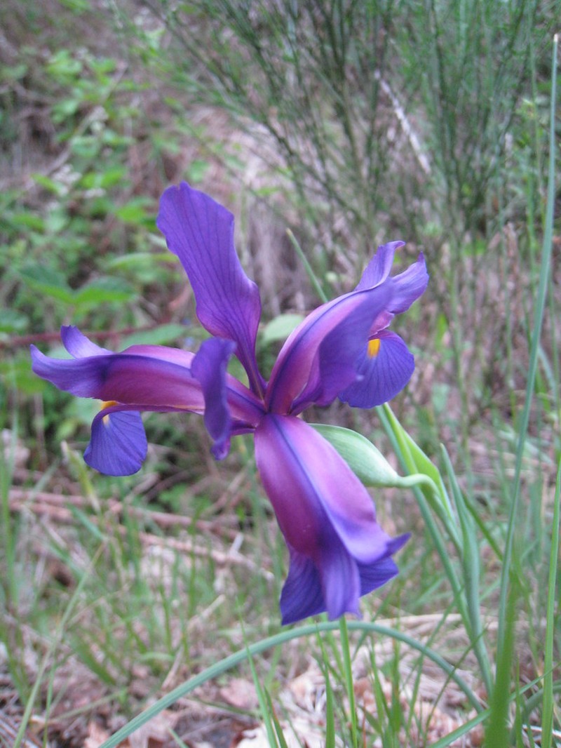 Iris boissieri photo 7