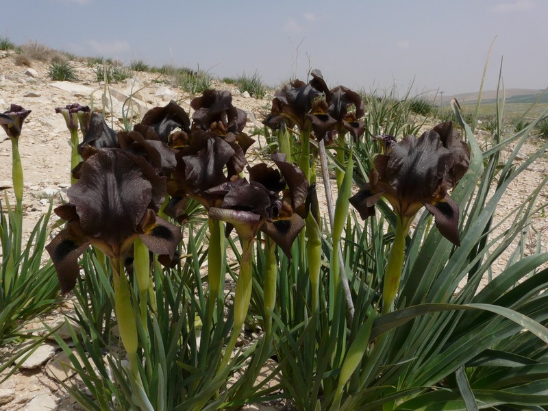 Iris bostrensis
