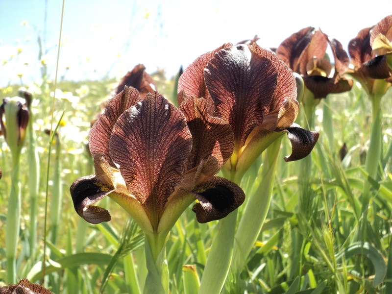 Iris bostrensis photo 2