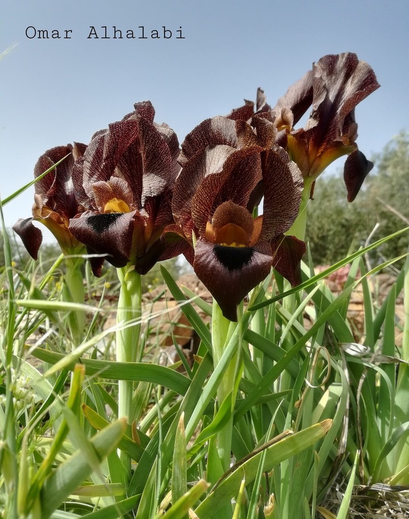 Iris bostrensis photo 3