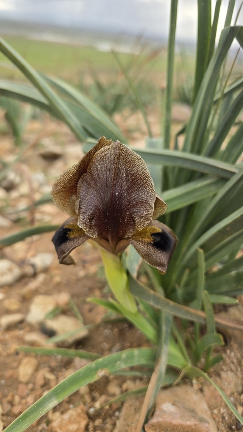 Iris bostrensis photo 4