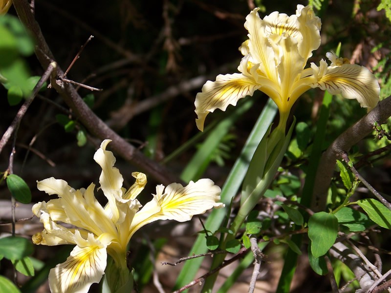 Siskiyou Iris