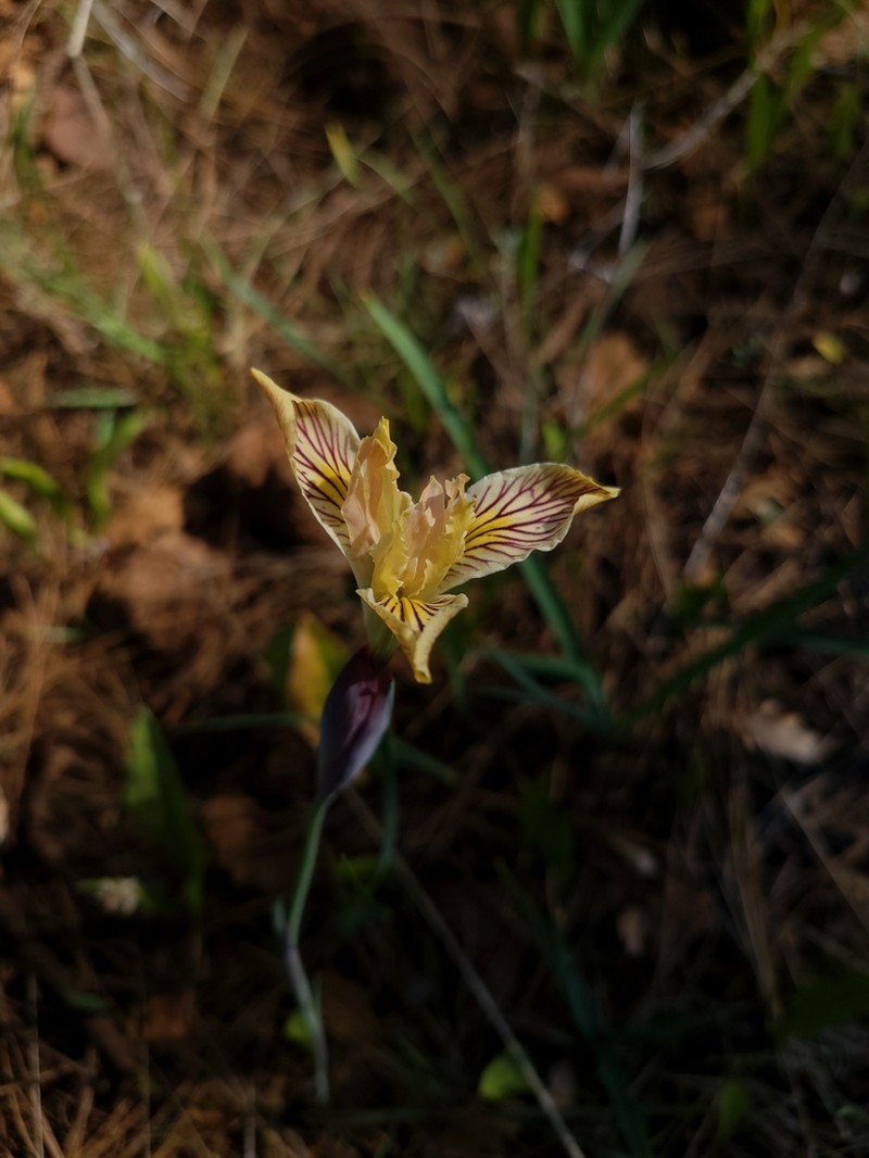 Siskiyou Iris