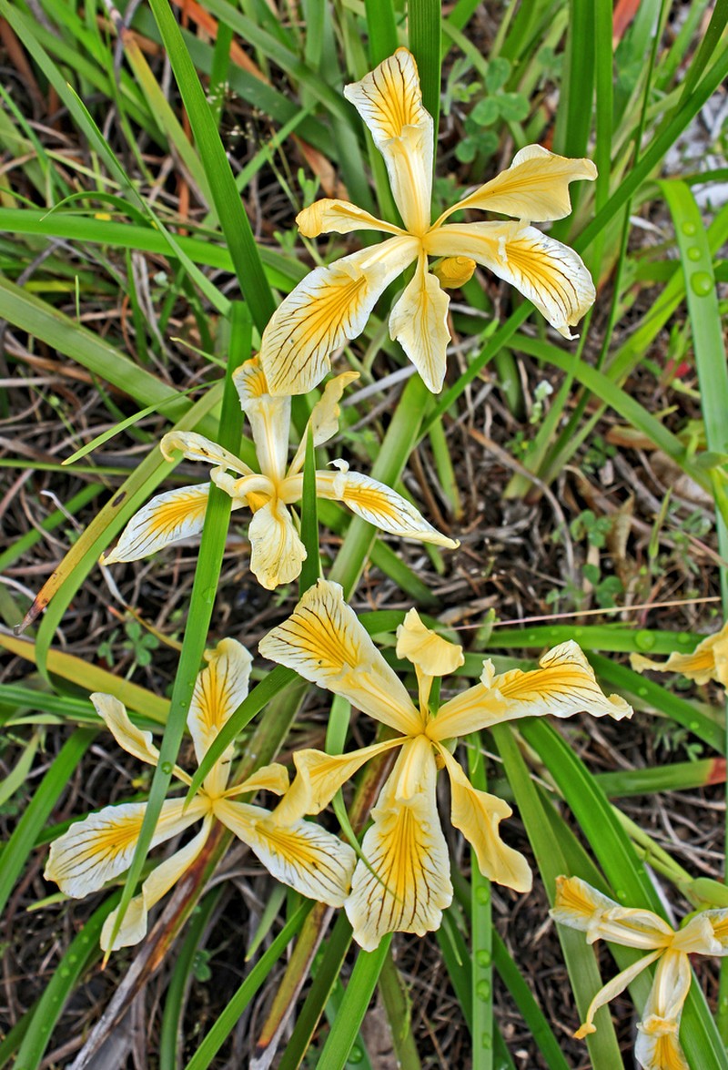 Siskiyou Iris photo 2