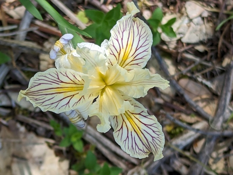 Siskiyou Iris photo 3