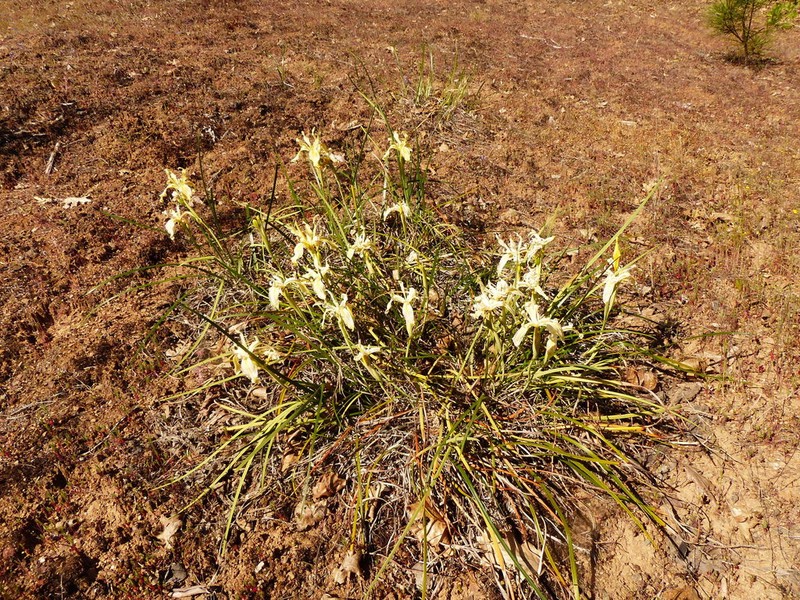 Siskiyou Iris photo 4