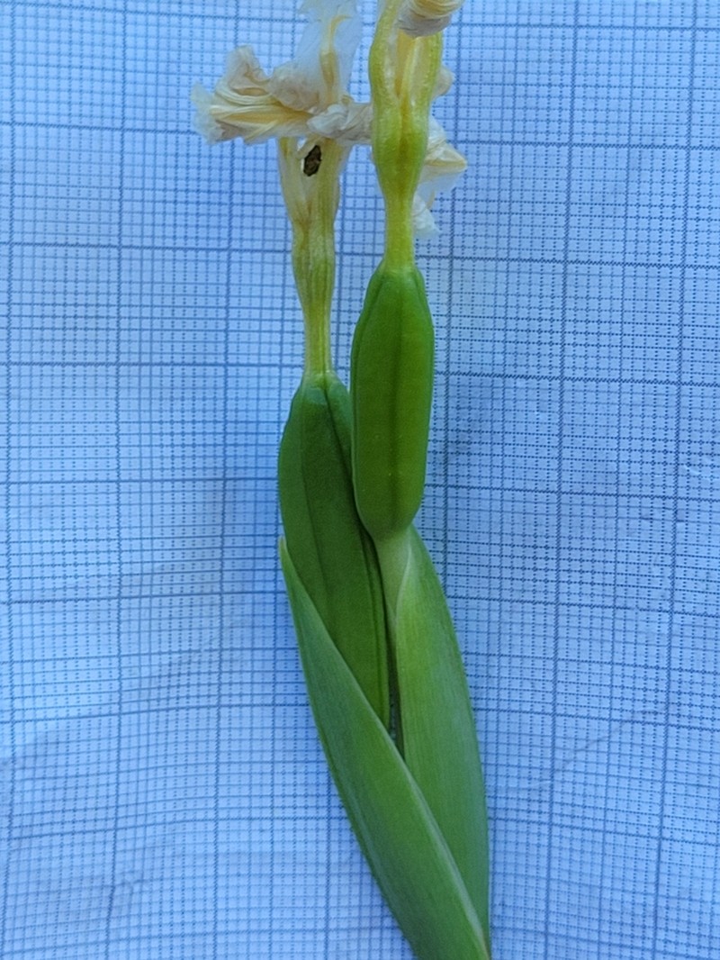 Siskiyou Iris photo 5