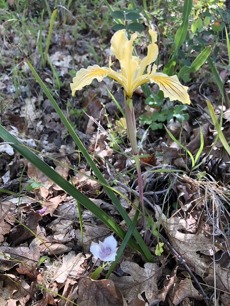 Siskiyou Iris photo 6