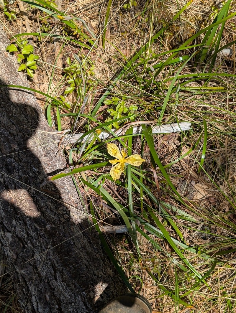 Siskiyou Iris photo 7