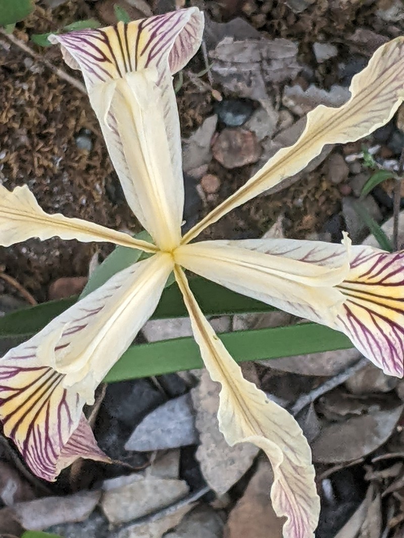 Siskiyou Iris photo 8