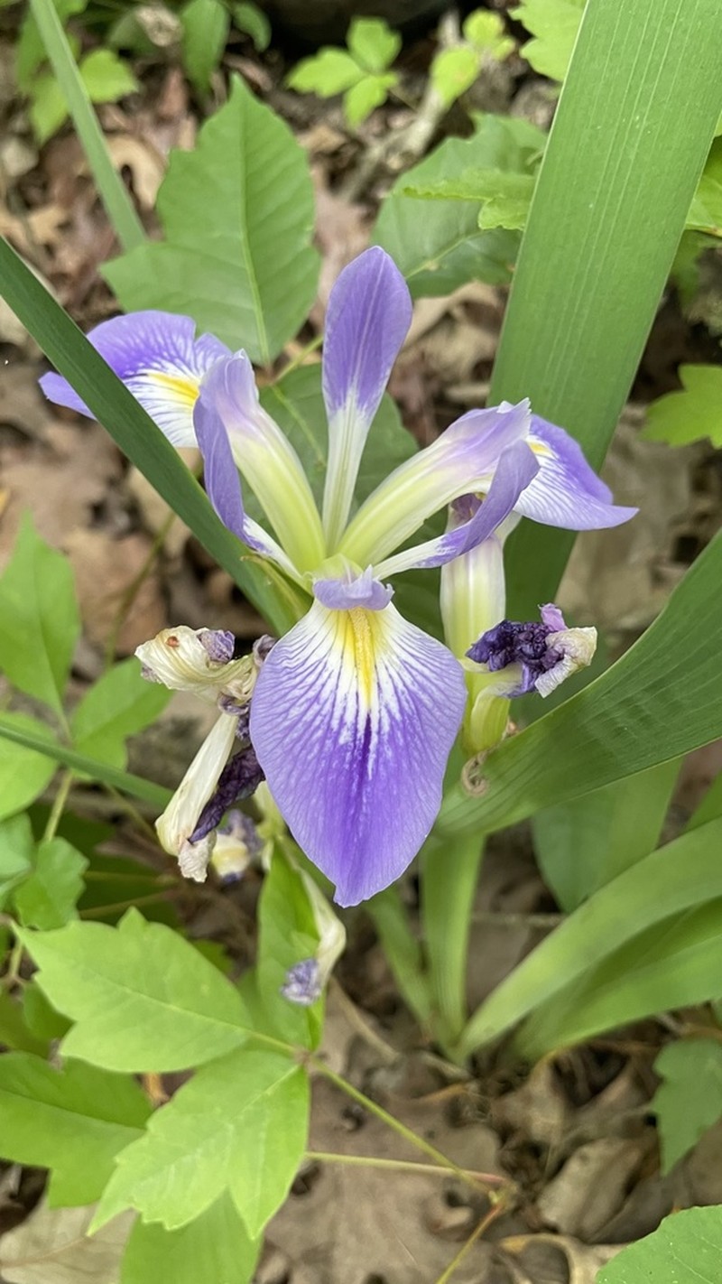 Zigzag Iris