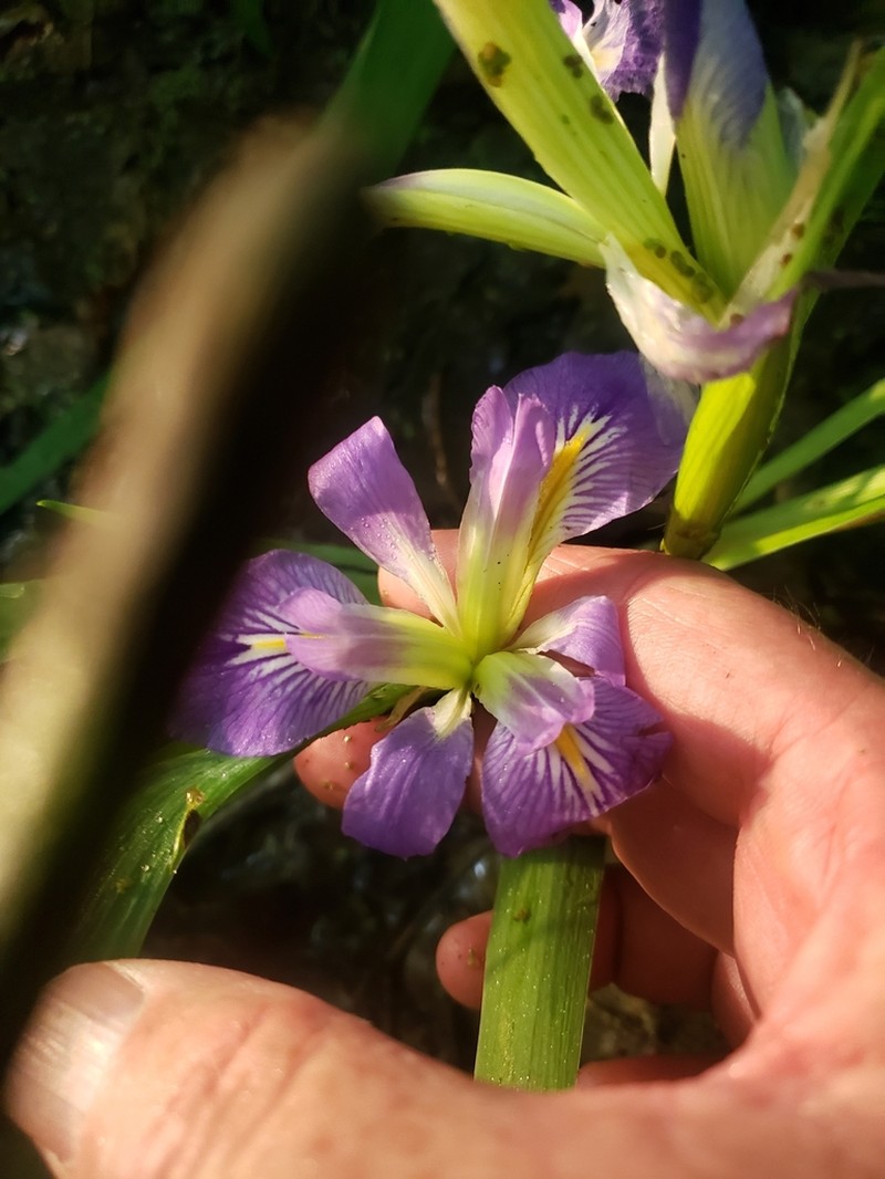Zigzag Iris photo 2