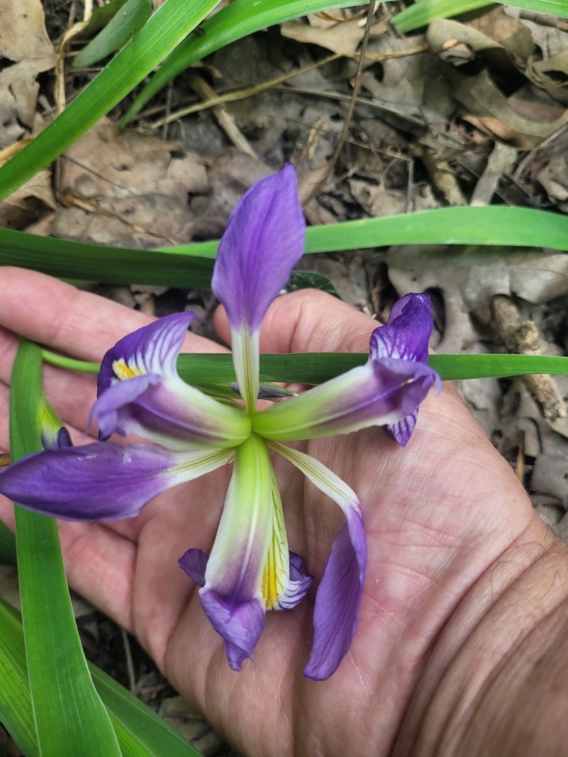 Zigzag Iris photo 3