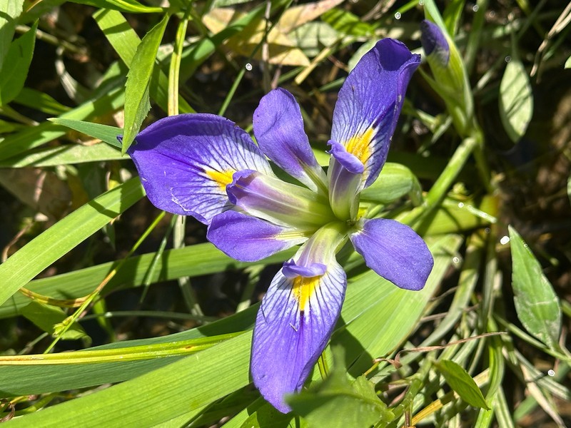 Zigzag Iris photo 4