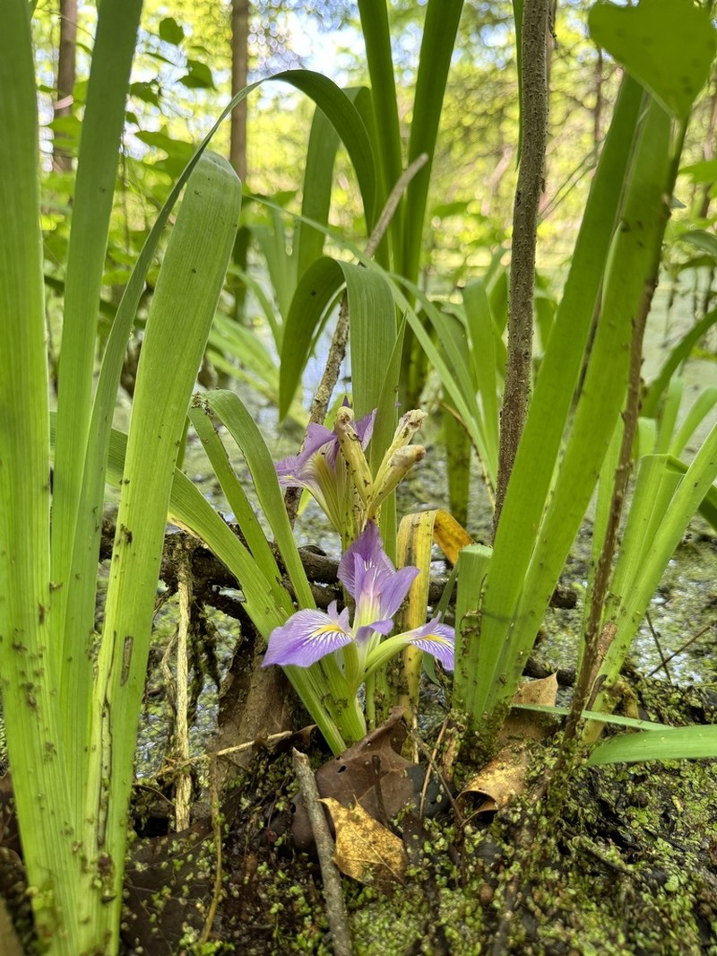 Zigzag Iris photo 5
