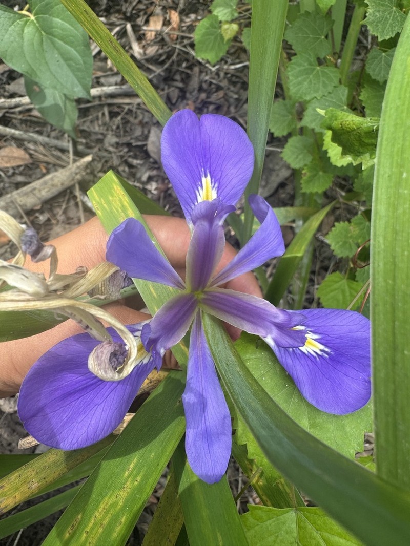 Zigzag Iris photo 6