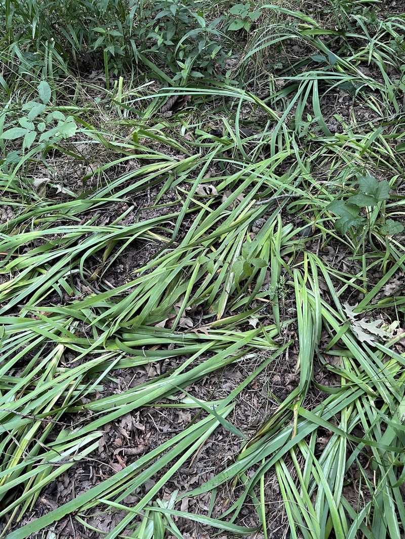 Zigzag Iris photo 7