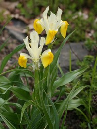 Iris bucharica