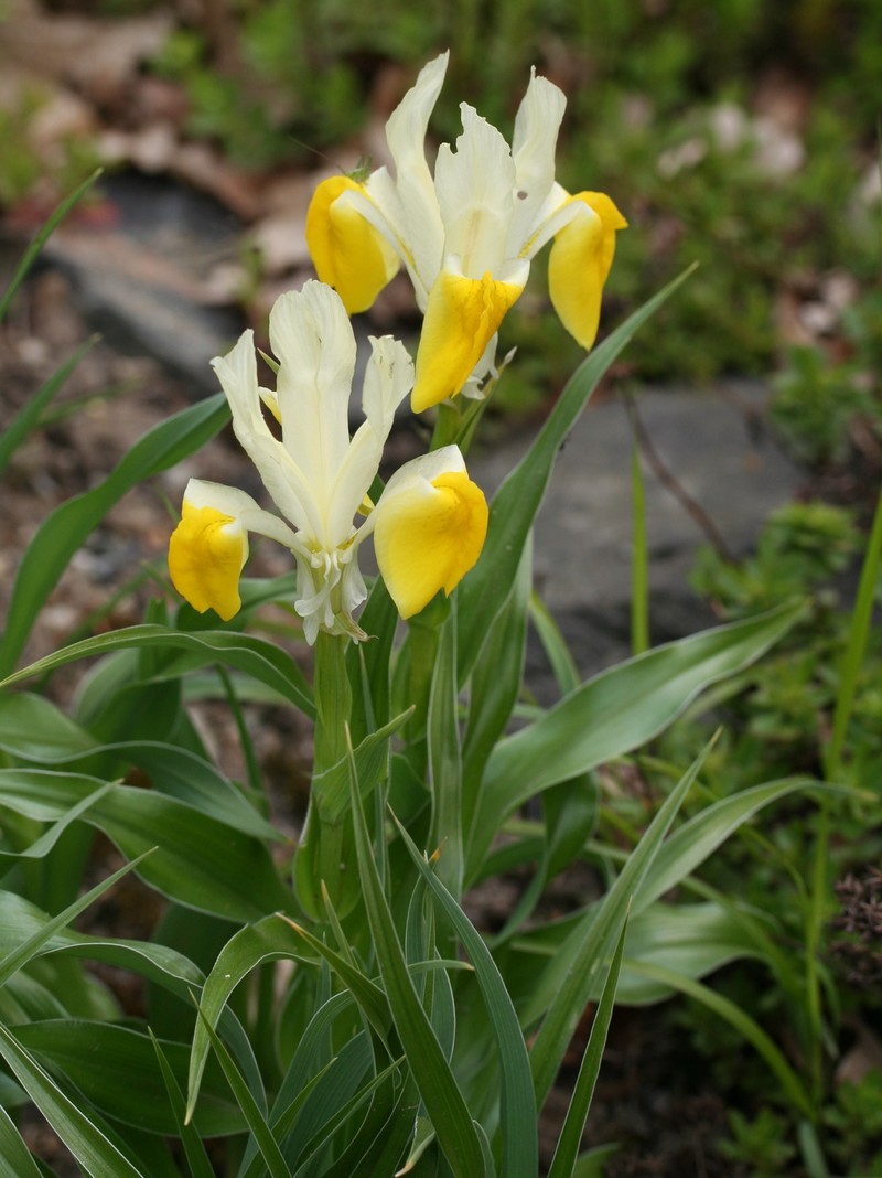 Iris bucharica