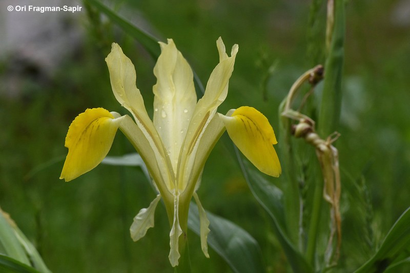 Iris bucharica photo 2