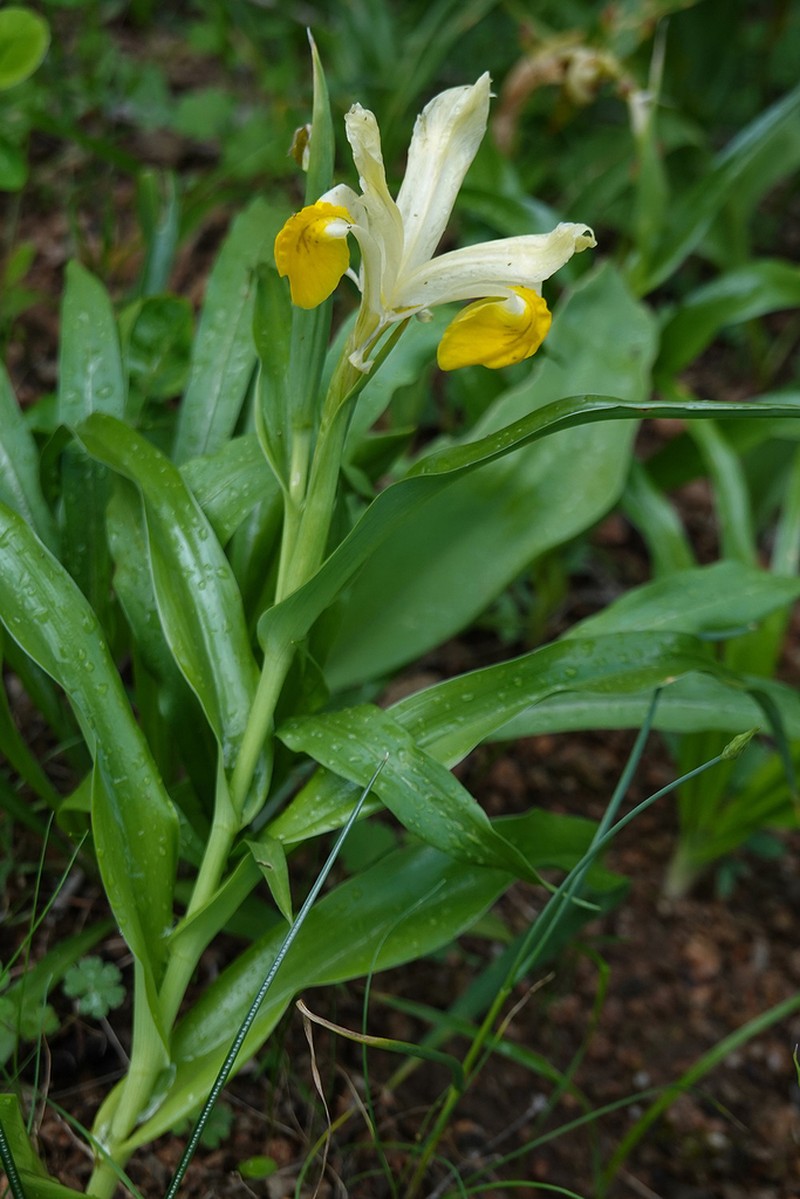 Iris bucharica photo 3