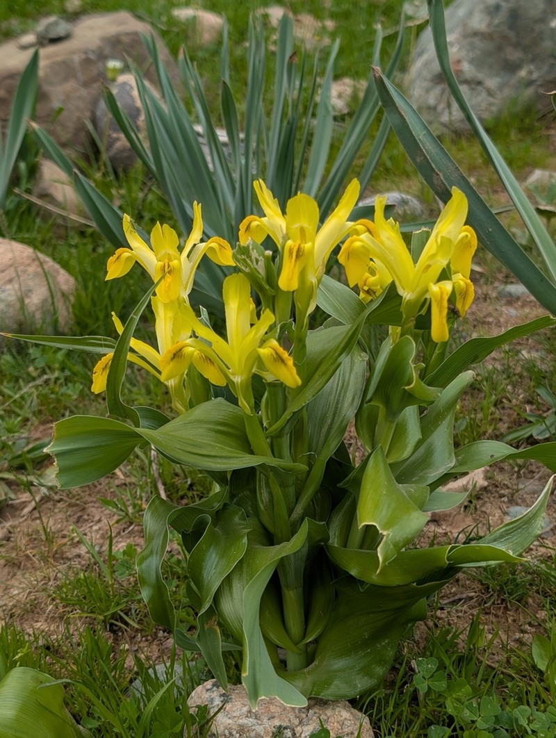 Iris bucharica photo 4