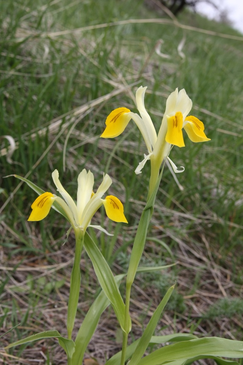 Iris bucharica photo 5