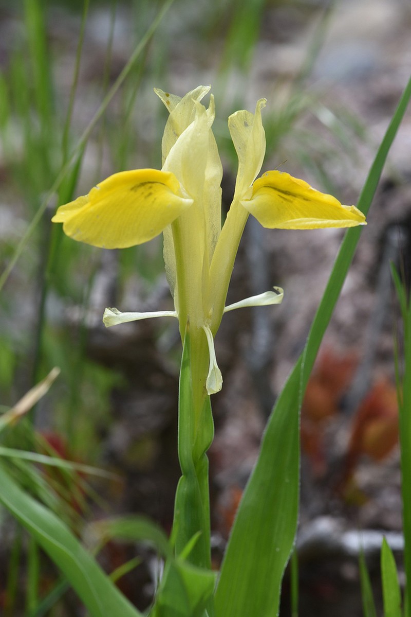 Iris bucharica photo 6